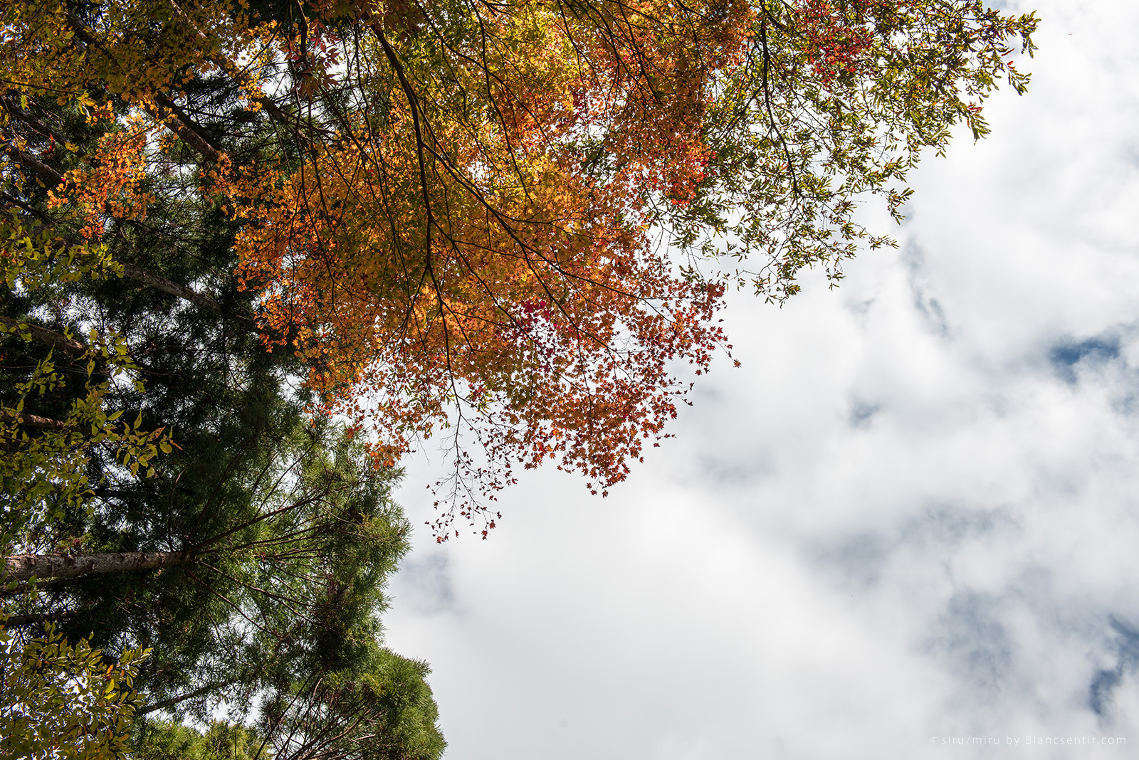 紅葉の渓谷トレッキング 百尋ノ滝が美しい川苔山を歩く Siru Miru シルミル 写真で綴るイロイロ