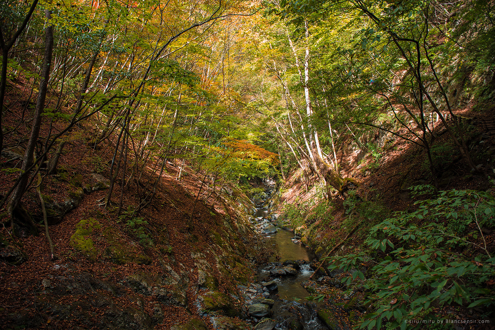 紅葉の渓谷トレッキング 百尋ノ滝が美しい川苔山を歩く Siru Miru シルミル 写真で綴るイロイロ